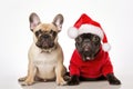 French Bull Dogs looking at camera. One of them wearing a Christmas Hat isolated on white background. Generative AI