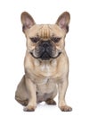 French Bulldog (1 year) (Digital enhancement) Royalty Free Stock Photo