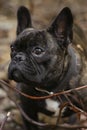 French bulldog