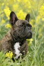 French bulldog