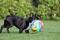 French bulldog Royalty Free Stock Photo