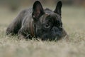 French bulldog