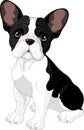 French bulldog Royalty Free Stock Photo