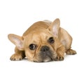 French Bulldog (7 months) Royalty Free Stock Photo