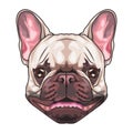 french bulldog animal head character in white background