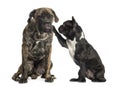 French bulldog annoying a Cane Corso sitting, isolated