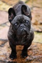 French bulldog autumn garden after rain Royalty Free Stock Photo