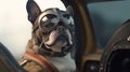 French bulldog in aviator helmet sitting on the steering wheel of a car