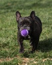 French bulldog with a ball at the park