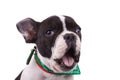 French bulldog barking Royalty Free Stock Photo