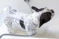 French Bulldog bathes in a bathtub with foam Royalty Free Stock Photo