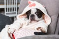 French bulldog in bathrobe watch tv with remote control in paw on the arm chair Royalty Free Stock Photo
