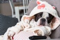 French bulldog in bathrobe watch tv with remote control in paw on the arm chair Royalty Free Stock Photo