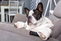 French bulldog in bathrobe watch tv with remote control in paw on the arm chair Royalty Free Stock Photo