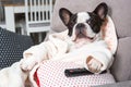 French bulldog in bathrobe watch tv with remote control in paw on the arm chair Royalty Free Stock Photo