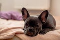 French Bulldog In Bed , Resting Or Feeling Ill And Sick