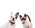 French bulldog and birmanese cat Royalty Free Stock Photo