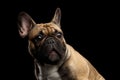 French Bulldog on black