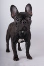 French bulldog black color stands on a gray background
