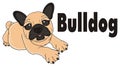 French bulldog with black inscription Royalty Free Stock Photo