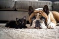 A French bulldog and a black kitten lie together on a white carpet in a room near the sofa Royalty Free Stock Photo
