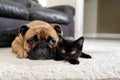 A French bulldog and a black kitten lie together on a white carpet in a room near the sofa Royalty Free Stock Photo