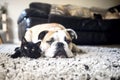 A French bulldog and a black kitten lie together on a white carpet in a room near the sofa Royalty Free Stock Photo