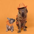 French bulldog and Bordeaux dog supporters Dutch soccer or football team with orange attributes Royalty Free Stock Photo