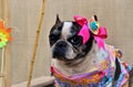 Beautiful french bulldog with bow on head and colorful redneck dress at the canine party junina