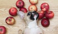 A French Bulldog breed dog lies on its back among ripe apples on a wooden floor and furtively looks into the camera. Royalty Free Stock Photo