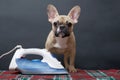 A bulldog dog sits at an electric iron while ironing home clothes, looking wary straight into the camera.