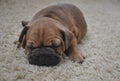 French bulldog brown puppy sleeping Royalty Free Stock Photo