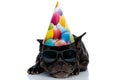 French bulldog with cap and sunglasses laying down with smirk