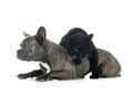 French bulldog and cat Royalty Free Stock Photo