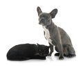 French bulldog and cat Royalty Free Stock Photo