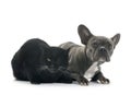 French bulldog and cat Royalty Free Stock Photo