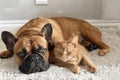 French bulldog and cat lie together on a white carpet in the room Royalty Free Stock Photo