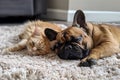 French bulldog and cat lie together on a white carpet in the room Royalty Free Stock Photo