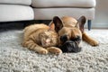 French bulldog and cat lie together on a white carpet in the room Royalty Free Stock Photo