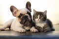 French bulldog and cat share an adorable moment