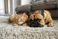 A French bulldog and a cat sleep together on a white carpet in the room near the sofa Royalty Free Stock Photo