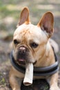 French Bulldog chewing a bone.