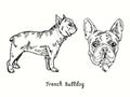 French bulldog collection standing side view and head. Ink black and white doodle drawing