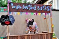 A French Bulldog in a colorful dress and bow in the free kissing booth