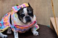 A french bulldog with colorful dress for country party sitting in the tent