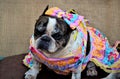 A french bulldog with colorful dress for country party sitting in the tent