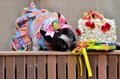 French Bulldog Countryman Smelling Popcorn Cake at Festa Junina