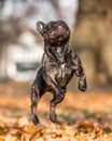 French bulldog dark jumping through autumn or fall leaves with mouth open and tongue out eyes closed. all feet or paws up