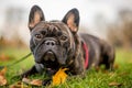 French bulldog dark lying in autumn or fall leaves with mouth closed looking at camera