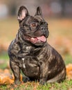 French bulldog dark portrait in autumn or fall leaves looking to the side